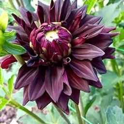 Radha Krishna Agriculture® Imported Dahlia Flower Bulbs Black | Fragrant Flowers Planting Bulb For all season Outdoor And Indoor Gardening Pack of 8-image-46