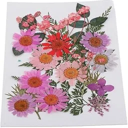 Enakshi 25pcs Multiple Mixed Natural Real Pressed Dried Flowers Leaves DIY Crafts G-picture-26