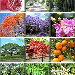 Creative Farmer Garden Seed Combo Fruit & Fruit : Grape, Orange, Papaya, Oreodoxa Regia (Bottle Palm), Big Bamboo, Small Bamboo, Jacaranda Mimosafolia, Flame Tree, Pride Of India, French Tamarind, Queen Of The Night, Pomagranate Terrace Gardening-picture-36