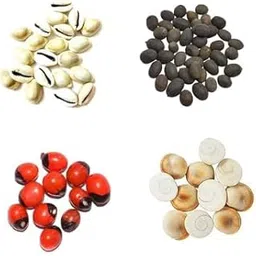 Combo of Red Gunja - Chirmi Beads, Kamal Gatta, Yellow Kaudi & Gomati Chakra - 4 Item (11 pcs Each) – Traditional Puja & Spiritual Items-picture-57