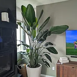 Bird of Paradise Plant, Large Tropical Leaves, White Planter, 150 cm Indoor Plant-picture-29