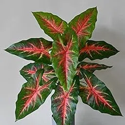 Blooming Floret Polyester Artificial Monstera Adansonii Caladium Plant With Basic Black Pot | 12 Leaves With Red Midrib | 78.7 cm Tall Indoor | Durable Big Ornamental for Interior/Home/Office Decor-picture-22