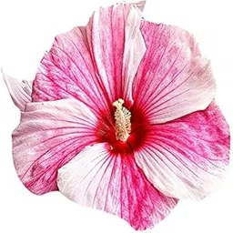 Nema Hibiscus Flower Seeds - Pink and White - 100 Pcs-picture-27