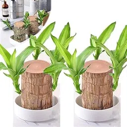 SEILOZBUNIA - Lucky Brazilan Wood Potted Plant || PACK OF 2 || Healthy Indoor Live Lucky Brazilian Wood Plant for Decorative Living Room || Feng Shui || Good Luck (Without Pot)-picture-19