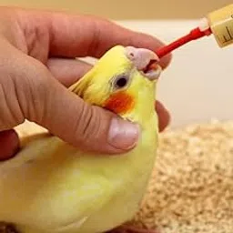 Birds Imported Handfeeding Tube for Parakeets, Parrots, Cockatiels, Macaws, and All Exotic Birds (Only Tube) 12 Inches, Connect with Any Type of Syringes-picture-13