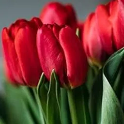 Radha Krishna Agriculture® Imported Veriety Tulip Double Mix Colours Flowers Bulbs For Home Garden (Pack of 2 Big Size Flowers Bulbs)-image-85