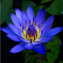 Water Lily Bulb - Beautiful and Hardy Aquatic Plant Bulb for Your Pond or Water Garden. (pack of 3)-picture-15