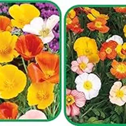 Agnico Poppy Iceland Mix Color (50 Seed) And Poppy California Mix Color (50 Seed) Flower Seeds Pack.-image-11