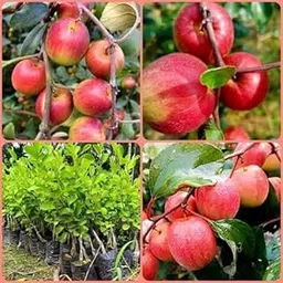 Miss India Apple Ber Variety Fruit Grafted Live Plants (1-1.5 Ft Size) Pack of 1 Next Year Get Fruits-image-15