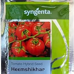 Syngenta Hy Tomato Heemshikhar-picture-35