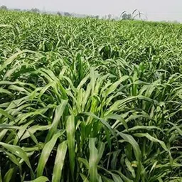 Grass seeds for cow, Cow grass seeds, Best grass seeds for cow ( 10000 seeds )-picture-29