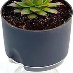INDIA GARDENING Red Tip Laxmi Kamal Plant (Sempervivum) Succulent For Good Luck | Green Wheel Vastu Live Plant With Self Watering Pot (Grey)-picture-14