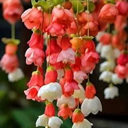 SVG® Weeping begonia flowers bulbs | red with white color Flowering Plants Bulbs for Planters Pack of 1 bulbs-picture-15