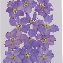 bnf® 2x12 Pcs Pressed Flowers Dried Larkspur Real Pressed Dried Flowers DIY Purple | Dried Flowers | Dried Botanicals & Potpourri | Floral Crafts | Home Arts & Crafts-picture-17