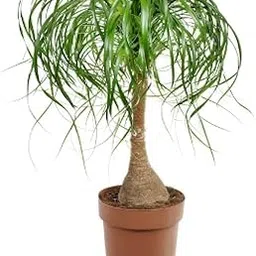 Ponytail Palm/Elephant foot Palm - Palms-picture-37