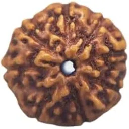 MAA Shakti GEMS 9 Mukhi Rudraksha from Nepal Superb Natural Brown Nine Face Rudraksha IGL Lab Certified Genuine नौ मुखी रुद्राक्ष for Make Pandant Mala Nau Mukhi Rudraksha-picture-47