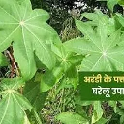 KD_CASTOR_LEAVES, Castor Leaves, Fresh, Organic, 100g, For Home Remedies & Health-image-97