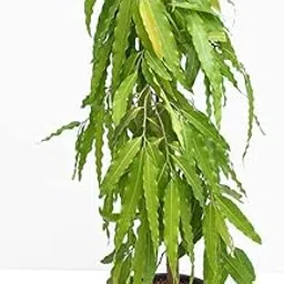 WoFLoo Ashoka/Ashoka Tree Bonsai Beautiful Plant With Bonsai Pot - Home Decor Plant-image-47