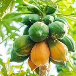 Hybrid papaya seeds for home garden Pack Of 950-image-9