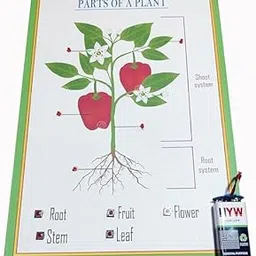 generic Educational Parts of a Plant Biology Working Model Project Kit with Root and Shoot System Diagram School and College Project E IDEA Robotics-picture-47