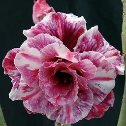 Guruji Plantation Adenium Bonsai Looking Plant Indoor or Outdoor Plant, For Home and Garden, with Pot, Multicolor (Pack of 1) (Multicolor)-image-16