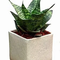 Mini Snake Plant – Live Sansevieria Laurentii with Plastic Pot | Dwarf Variety Ideal for Indoor Decor | Hardy, Air-Purifying Houseplant for Home Office, Dorm, or Gifts-image-27