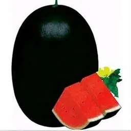 Golden Hills Farm Giant Watermelon Seeds (Black) 50 seeds-image-31