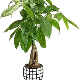 The Plant Paradise MONEY BONSAI THICK TREE TRUNK PACHIRA AQUATICA Plant for Indoor & Outdoor Decoration with Plants-image-10