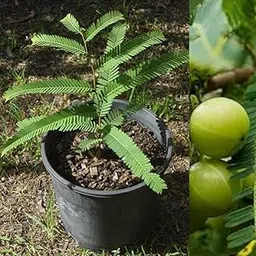 Bhajanlal Greenery Hybrid all seasons Indian Gooseberry Hybrid Amlaki Healthy Live Early Fruiting Francis Amla Plant Tree (Plant height 2-2.5 Feet) with 5 Inches Pot-picture-18