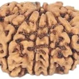 TRINETRA GEMS STONE Nau Mukhi Rudraksha Nepali Beads Genuine Nine Face Rudraksha Superb Brown नौ मुखी रुद्राक्ष IGL Lab Certified Premium 9 Mukhi Rudraksha For Men And Women-image-55