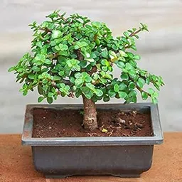 Plants Jade Bonsai Plant Elephant Bush Portulacaria Afra Garden Live Plant Nursery Indoor Outdoor Living Plants-image-56