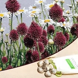 Mphmi Seedless Plant Flower Bulbs Plants Allium sphaerocephalon (Wine Color) - Bulbs (set of 5)-image-60