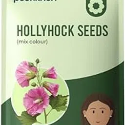 Paankhuri™ Hollyhock Mixed Colour Flower Seeds for Garden, Indoor Growing, Pack of 100 Seeds (80% Germination Rate)-picture-22