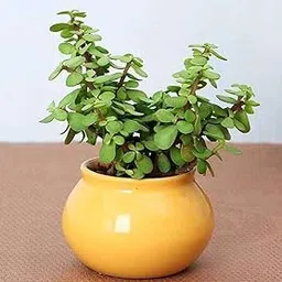 Jade Plant – Beautiful Succulent for Home Use – Pack of 1-image-38