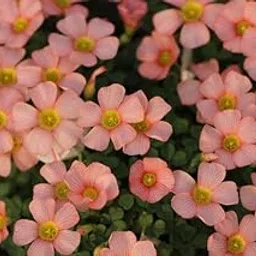 Ritz Farming� Good Luck Plant Lucky Clover Oxalis Flower Bulbs For Outdoor And Indoor Garden Pack of 2 Bulbs flowers-picture-25