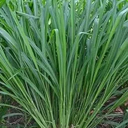 Malai Makkhan Grass Seeds for Planting, Natural Garden Grass, 100g Pack-picture-14