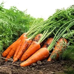 Gromax India Fresh Orange Carrot Vegetable Hybrid Seeds Good & High Germination rate | Orange Carrot Seeds For Home Garden & Planting Long Gajar Seeds (100+ Seeds)-picture-18