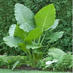 Bulbs Of Rarest Alocasia Macrorrhiza Borneo Giant Tropical Huge Elephant Ear Massive Foliage Plant For Growing Propagation (Pack Of 3)-image-31