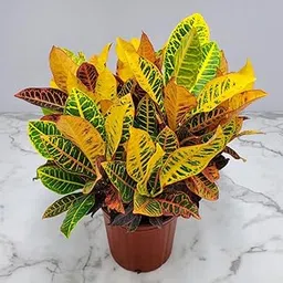 Indian Gardening Evergreen Petra Croton | Codiaeum Variegatum Live Plant – Ornamental | Indoor Plant | Balcony Garden | Home Use-picture-21