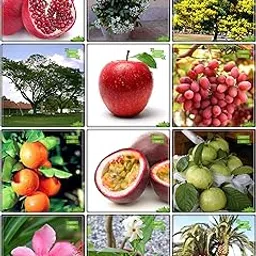 Creative Farmer Terrace Garden Seeds Combo Fruit & Fruit : Apple, Grape, Orange, Passion Fruit - Violet, Thailand Guava, Date Palm, Orange Jasmine, Peltophorum, French Tamarind, Nerium, Coral Jasmine, Pomagranate Kitchen Garden Pack-image-79