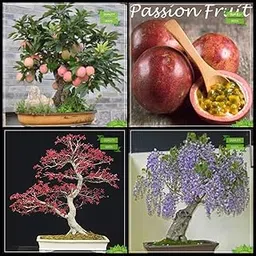Creative Farmer Terrace Garden Combo Bonsai Suitable Tree : Japanese Maple, Chinese Wisteria, Apple, Passion Fruit - Violet Fruit Bonsai SuitableFor Gardening-image-53