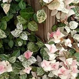 Pink Wall Creeper Variegated/Ficus pumila - Creepers & Climbers-picture-18
