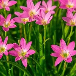 Rain Lily Bulb Zephyranthes Bright Eye Rain Lily Bulb Imported Thai Hybrid Rain Lily Bulb-picture-15