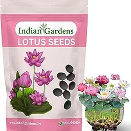 Indian Gardens - Lotus live Tubers | Live Plant | Aquatic plants | (Lotus Seeds)-picture-23