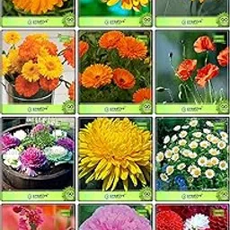 Creative Farmer Seed Combo Flower Seeds : Calendula- Mixed, Calendula- Yellow, Calendula- Orange, Calendula- Dwarf, Gaillarda, Golden Poppy, Ornamental Kale, Chrysanths Yellow, Chrysanths White, Clarkia Elegans, Dahlia -Beauty Mixed, Dahlia -Unwin Fruit Seeds For Home Garden-image-33