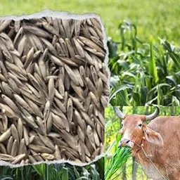Malai Makhan Grass Seeds Hybrid Cattle Feed Pack of 300g-picture-53