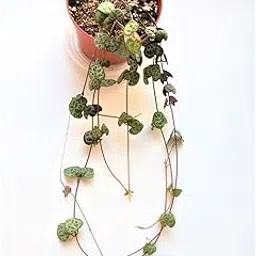 String of Heart - Ceropegia Woodii - Rosary Vine Succulent, Live Plant with Pot-image-13