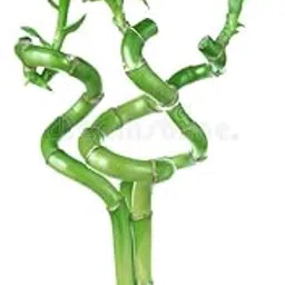 Mphmi Live Plants SPIRAL BAMBOO STICKS 45 CM (SET OF 3)-image-21