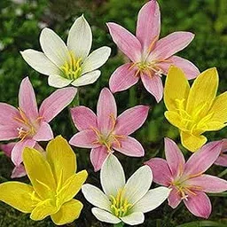 LIVE GREEN Flower Bulbs | Rain Lily Mix Flower Bulbs For Home Gardening (Pack of 10 Bulbs)-picture-25