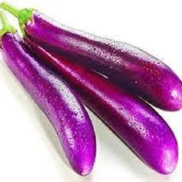 Pusa Purple Long Brinjal Seed 30 SEED-picture-55